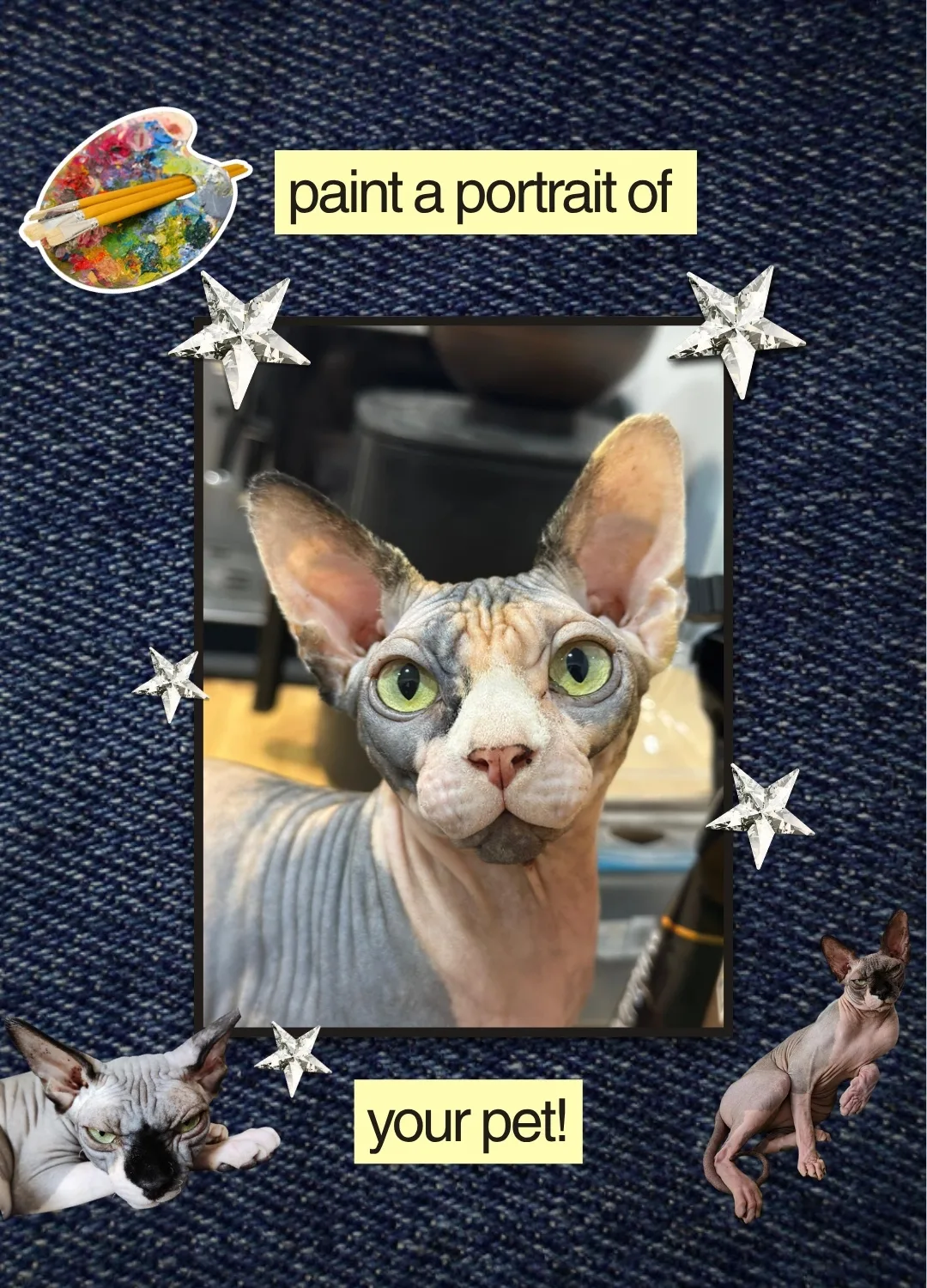 A hairless sphynx cat framed on denim with stars. Slide text: Paint a portrait of your pet!